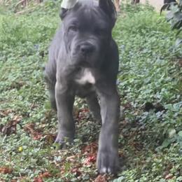 Boy 4 - Gray brindle male Cane Corso puppy in Douglasville, Georgia from Palazzo Cane Corso