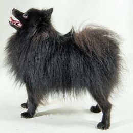Moki - Pomeranian