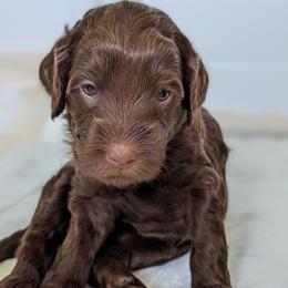 Australian Labradoodle Puppies from Running Brook Doodles