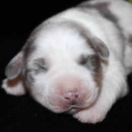 Shamrock - Blue merle male Australian Shepherd puppy in Colorado Springs, Colorado from Rocky Mountain Aussies