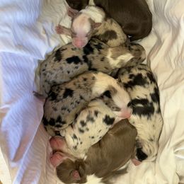 Sally - Red tri-color female Australian Shepherd puppy in Statesville, North Carolina from Charming Australian Shepherds