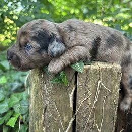 Chip - Dapple male Dachshund puppy in New York from T. Rex Doxies & Friends