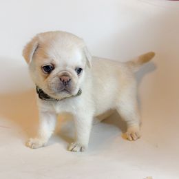 Freddy - Grey Collar - Cream male Pug puppy in Hereford, Arizona from Broken Road Ranch Pugs