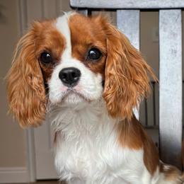 Cavalier King Charles Spaniel puppies from Ikkes Cavaliers MRI cavaliers in Utah