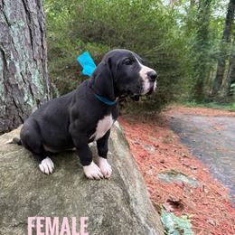 Black mantle velvet - Black and white female Great Dane puppy in Greenville, South Carolina from Allen’s Ridge Ranch
