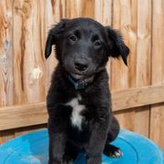 Border Collie, Golden Retriever, and Sporty Mix Puppies from Turbo Border Collies & Coltrievers