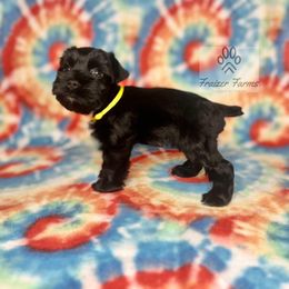 Hank - Black male Miniature Schnauzer puppy in Happyland, Oklahoma from Fraizer Farms