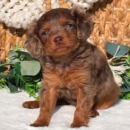 Cavapoo puppies from Farquharson's Poodles&Doodles
