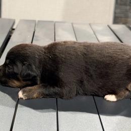DiamondR Oak - Black Tri Male - Black tri male Miniature Australian Shepherd puppy in Gravette, Arkansas from DiamondR Mini Aussies @ DiamondR Farm & Kennel