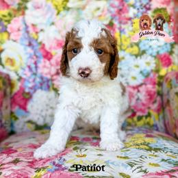 Patriot - male Bernedoodle puppy in Clinton, Oklahoma from Golden Paws Fur Babies