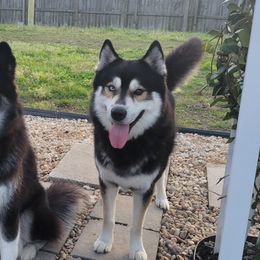 Siberian Husky All Grown Up from Velaris Huskies