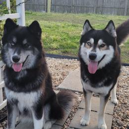 Siberian Husky All Grown Up from Velaris Huskies