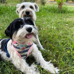 Miniature Schnauzer puppies from LJ Mini Schnauzers