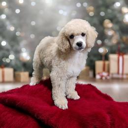 Poodle Puppies from Impressive Cartwright Poodles