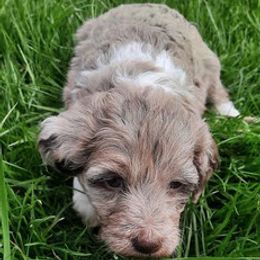 Aussiedoodle Puppies from DuWoof