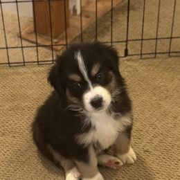 Australian Shepherd Puppies from Folsom’s Wigglebutts