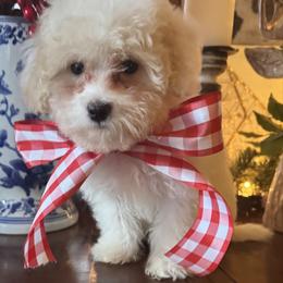 Myrrh - Parti male Maltipoo puppy in Wendell, North Carolina from Teddys Teddy Bears