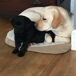 Labrador Retriever Puppies from Elsmere Labradors