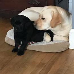 Labrador Retriever Puppies from Elsmere Labradors