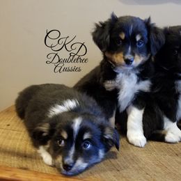 Miniature Australian Shepherd and Toy Australian Shepherd Puppies from CKD DOUBLETREE AUSSIES