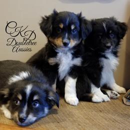 Miniature Australian Shepherd and Toy Australian Shepherd Puppies from CKD DOUBLETREE AUSSIES