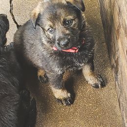 German Shepherd Puppies from Triple K Kennels