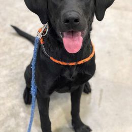 Labrador Retrievers from TK Hot Kennels