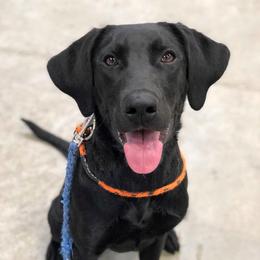 Labrador Retrievers from TK Hot Kennels