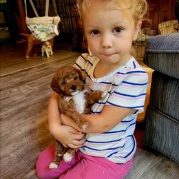 Ellie - Red  female Poodle puppy in Montrose, Pennsylvania from Tales Of Joy