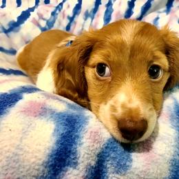 Kevin - Dapple male Dachshund puppy in Waynesboro, Tennessee from Owl Hollow Farm Miniature Dachshunds