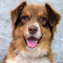 SIENNA - Australian Shepherd