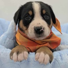 Boy 8 - Black, white and red male Greater Swiss Mountain Dog puppy in Hockessin, Delaware from Simply Swissies