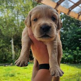 Manchego - Golden male Golden Retriever puppy in Dayton, Minnesota from Akoya Kennels