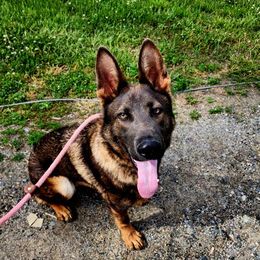 Relic - German Shepherd