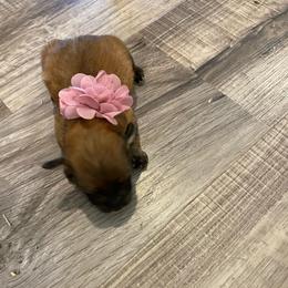 Rain - Red brindle female Havapoo puppy in Brookings, South Dakota from Hofer Pups