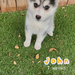John - Silver and white male Pomsky puppy in Winston, Oregon from Arctic Tails Spitz