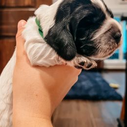English Cocker Spaniel Puppies from MD Dogs Inc