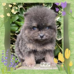 Wolf - Blue male Pomeranian puppy in Eatonville, Washington from Foxy Forest Poms
