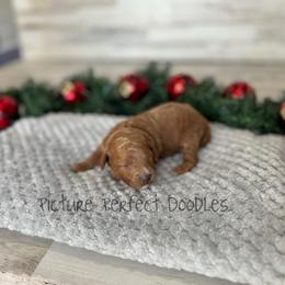 Green Collar - Red female Cavapoo puppy in St George, Utah from Picture Perfect Doodles
