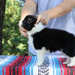 AKC Grand Champion Sired - Black female Border Collie puppy in Noble, Oklahoma from CheckItOut Border Collies