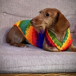 Tilly - Dachshund