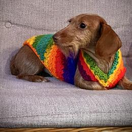 Tilly - Dachshund