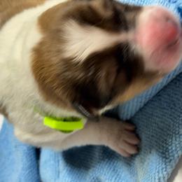 Arizona - Sable and white female Collie puppy in Norris City, Illinois from Hoskins Collies