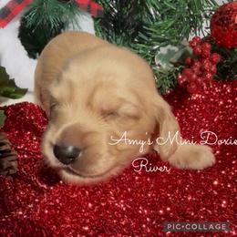 AKC River (Blue) - Cream male Dachshund puppy in Jena, Louisiana from Amy’s Mini Doxies