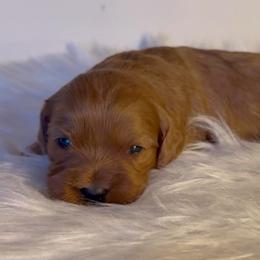 Daisy - Red female Cavapoo puppy in Knoxville, Tennessee from Dukes Forever Doodles