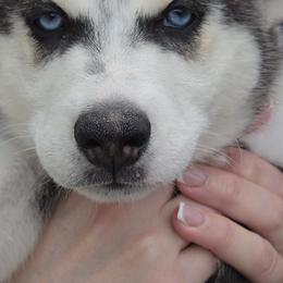 Siberian Husky Puppies from Nikolay Veltchev