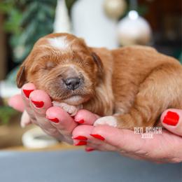 Cinema - Red  female Goldendoodle puppy in Salado, Texas from Red Ranch Dogs