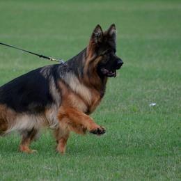 Ines - German Shepherd