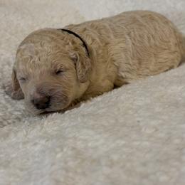 Air - Cream male Poodle puppy in St. Johnsbury, Vermont from Poodles of the Northern Woods