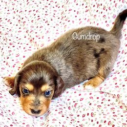 Aussiedoodle, Australian Shepherd, Dachshund, and Miniature Australian Shepherd Puppies from Bline’s Awesome Aussies at the Bline Family Farm